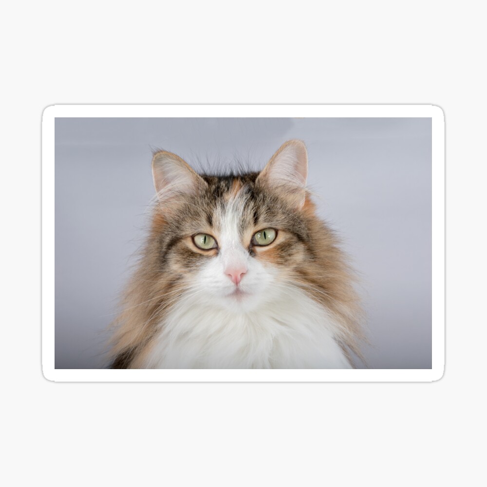 Long Hair tortoiseshell cat Long Hair tortoiseshell cat