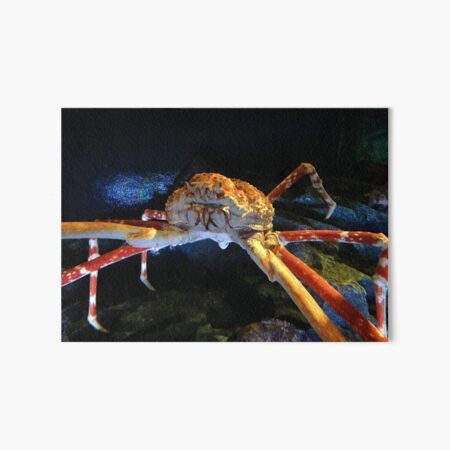 Japanese Spider Crab Art Board Prints Redbubble