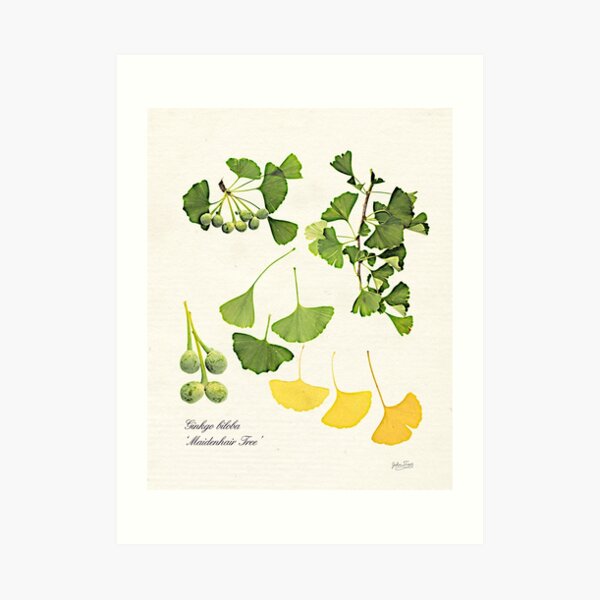 Ginkgo biloba botanical print Art Print