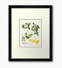 Ginkgo biloba botanical print Framed Print