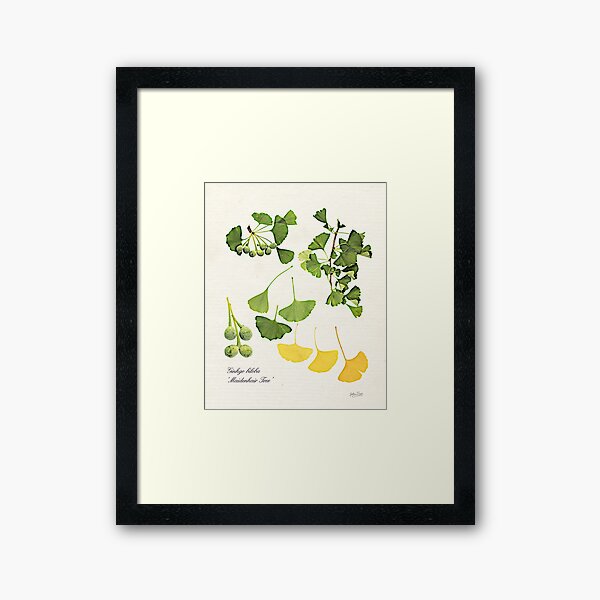 Ginkgo biloba botanical print Framed Art Print