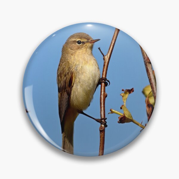 Item preview, Chiffchaff, Phylloscopus collybita. designed and sold by BryanDevon.