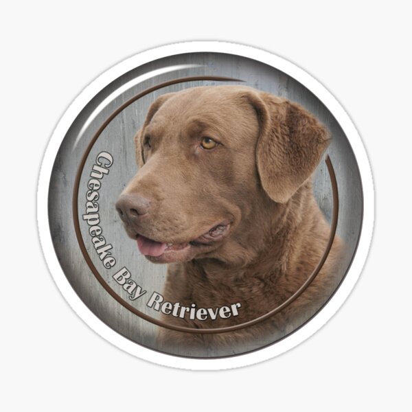 chesapeake bay retriever gifts
