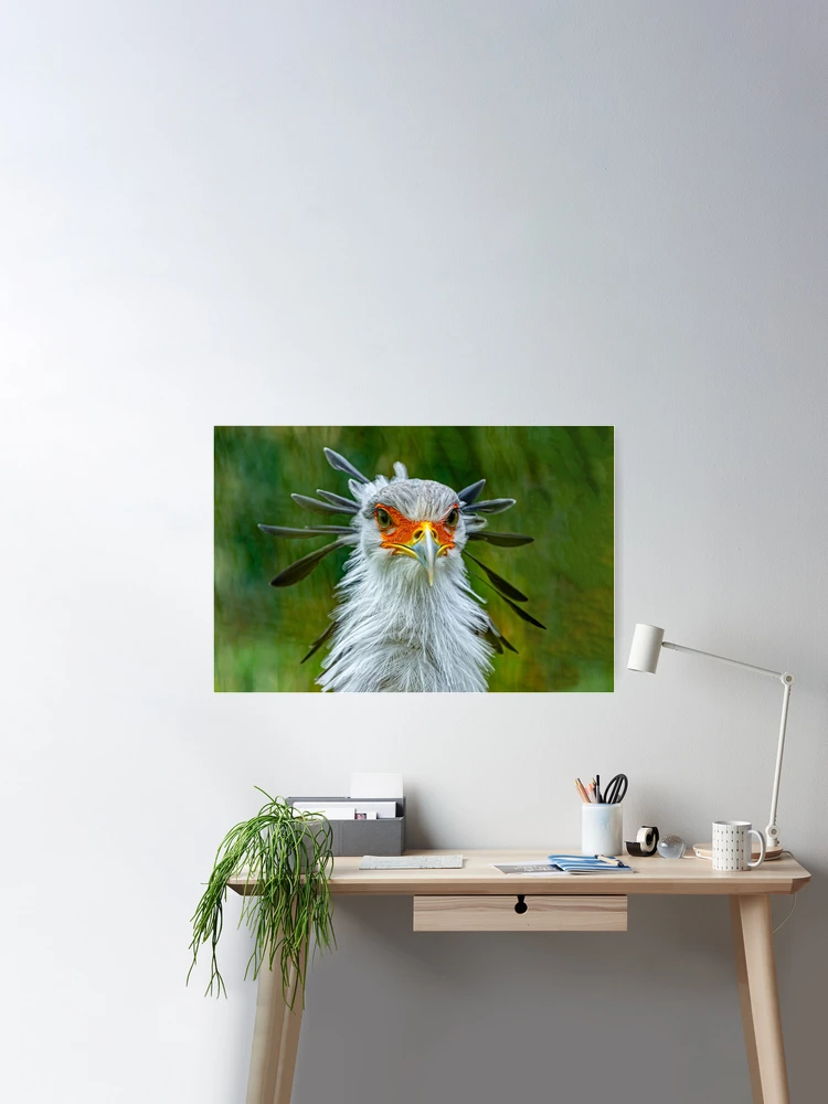 Secrétaire oiseau vole avec une brindille dans son bec Poster 90x60 cm -  Tirage photo