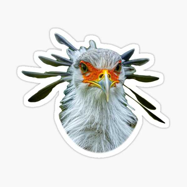 Item preview, The Look - Secretary bird designed and sold by OwlOccasions.