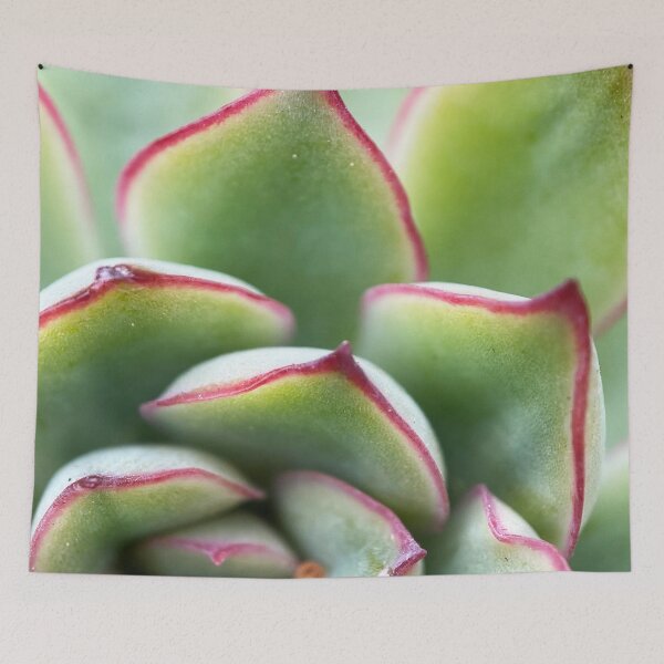 Artikelvorschau, Pulidos Echeveria entworfen und verkauft von AskewViewArt.