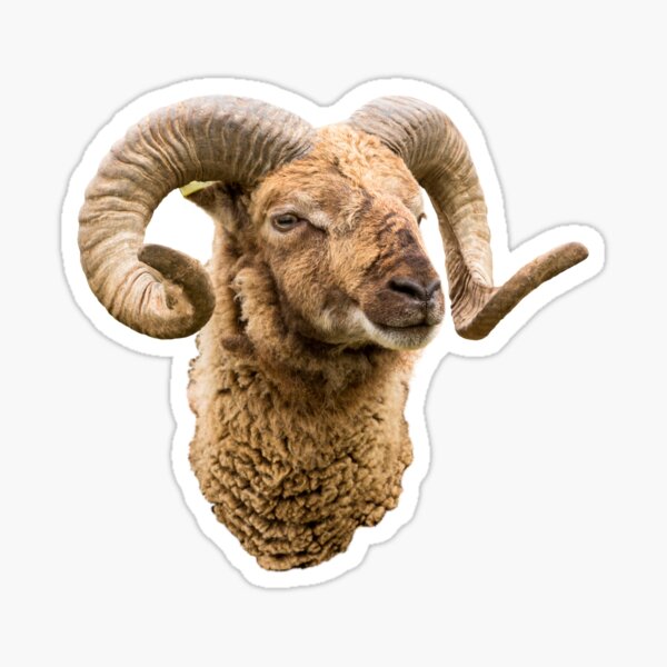 Sheep with Horns Head Shot Sheep with Horns Head Shot