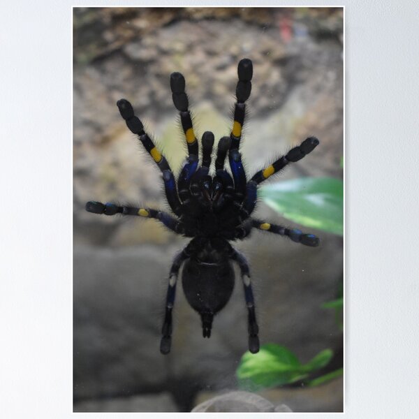 Item preview, Saphir Gooty Tarantula Porträt designed and sold by bugboiben.