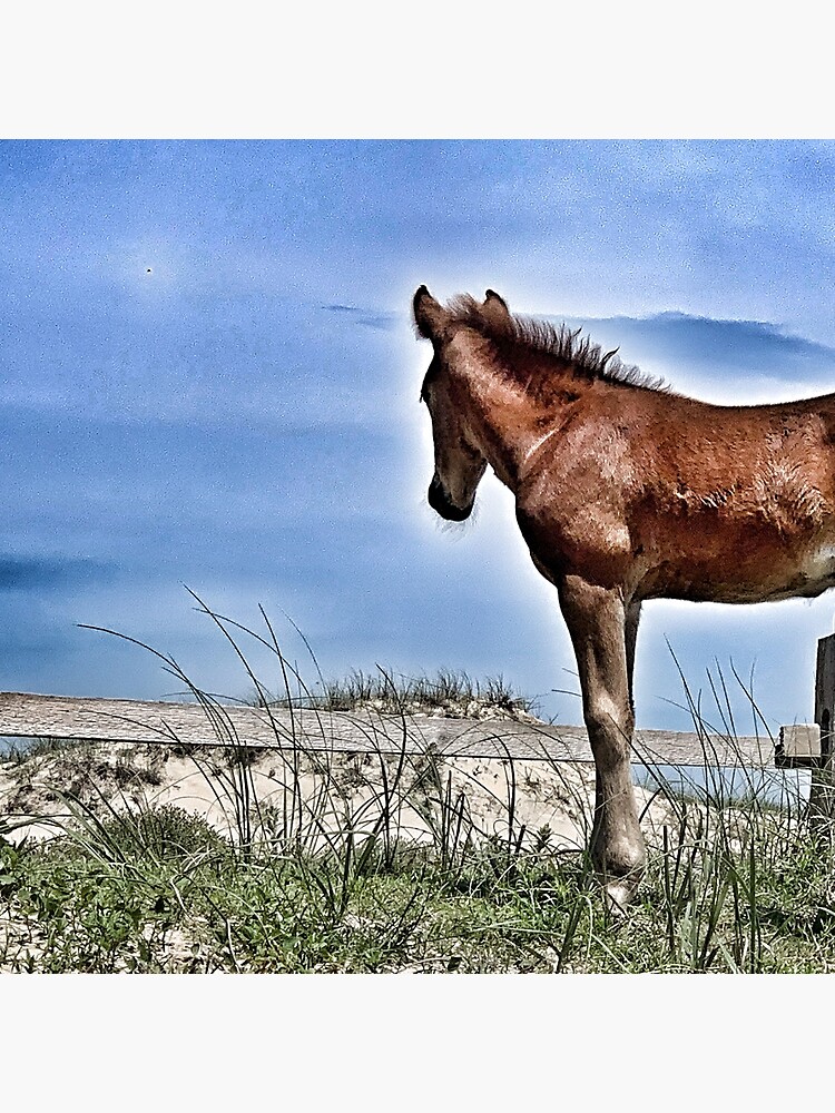 Disover Corolla wild horse Premium Matte Vertical Poster