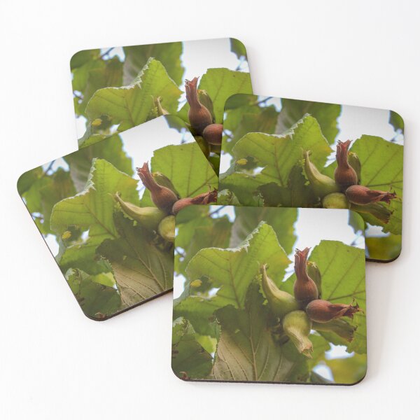 Item preview, Young hazelnuts growing on a branch designed and sold by Mahirov Shop.