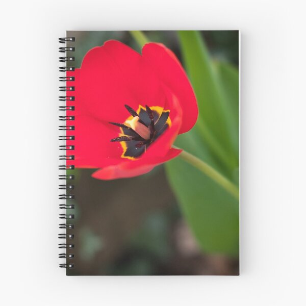 Item preview, Red Tulip  designed and sold by Dimo Petrov.