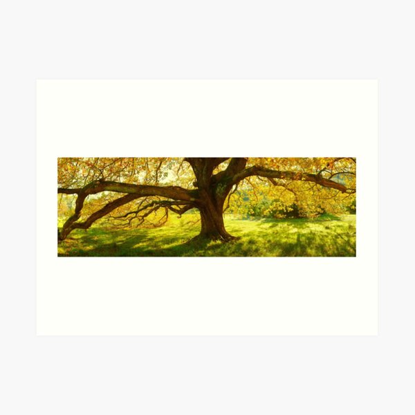 Autumn Colours of Myrtleford, Victoria, Australia Art Print