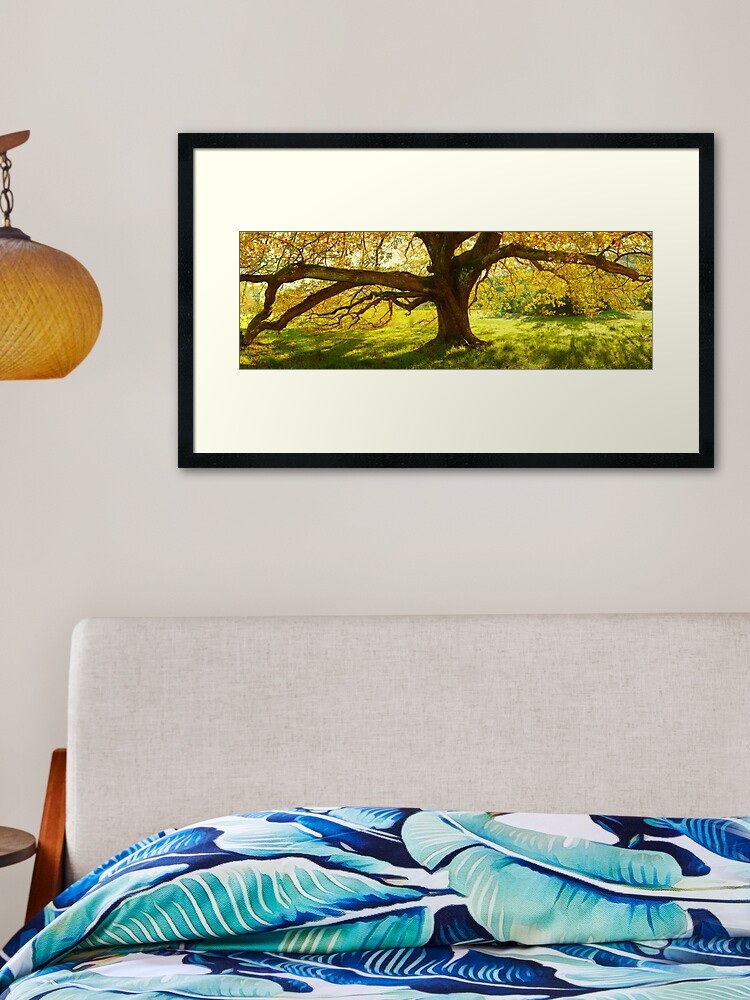 Thumbnail 2 of 7, Framed Art Print, Autumn Colours of Myrtleford, Victoria, Australia designed and sold by Chockstone.