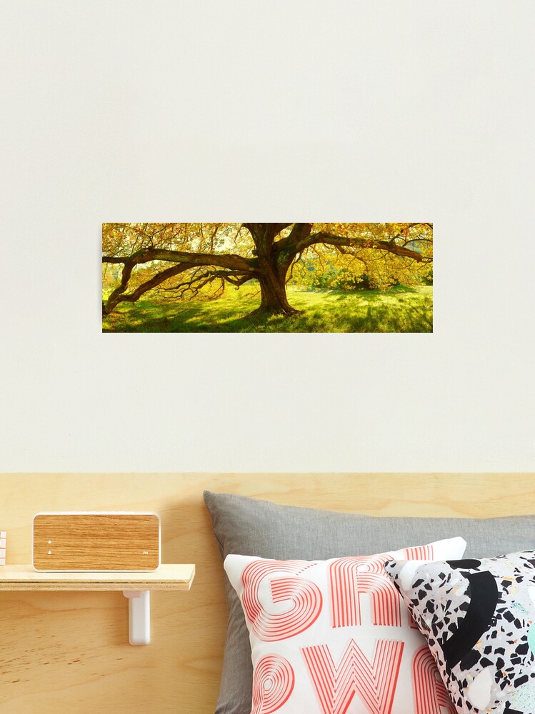 Thumbnail 2 of 3, Photographic Print, Autumn Colours of Myrtleford, Victoria, Australia designed and sold by Chockstone.