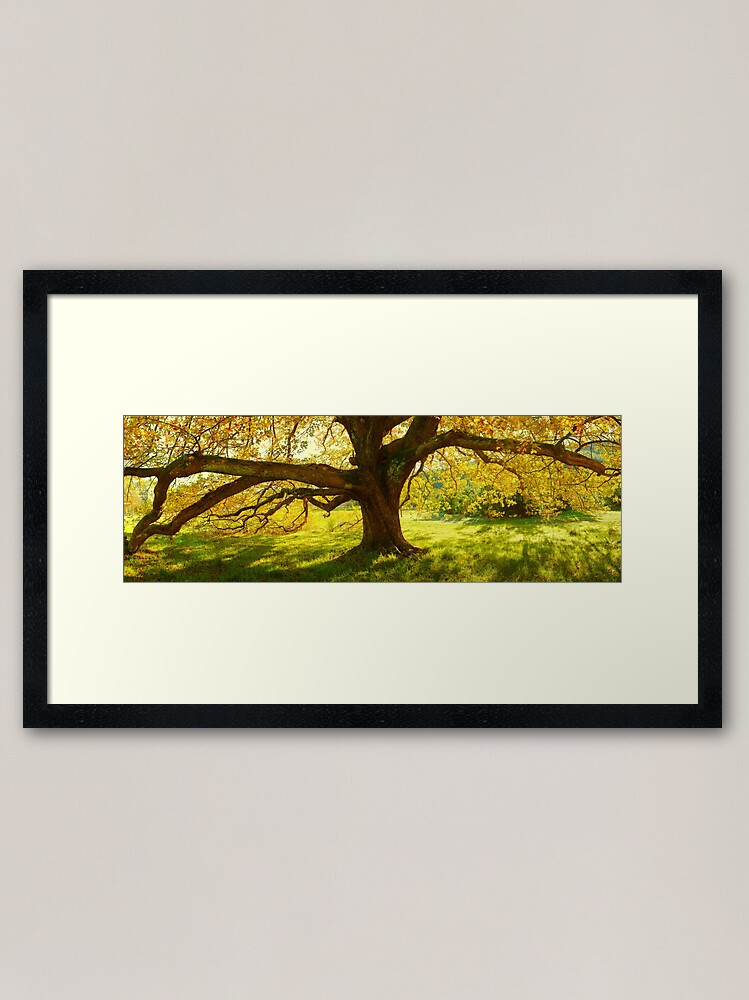 Thumbnail 1 of 7, Framed Art Print, Autumn Colours of Myrtleford, Victoria, Australia designed and sold by Chockstone.