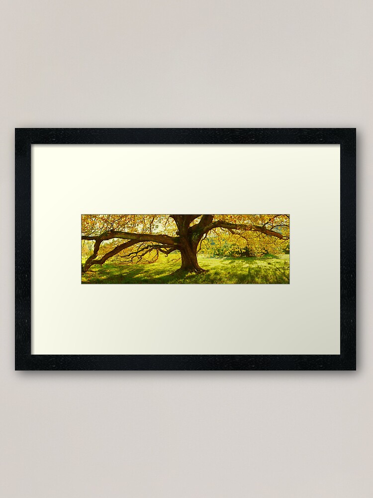 Thumbnail 1 of 7, Framed Art Print, Autumn Colours of Myrtleford, Victoria, Australia designed and sold by Chockstone.
