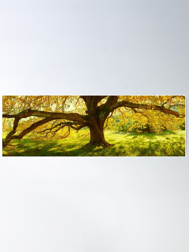 Thumbnail 1 of 3, Poster, Autumn Colours of Myrtleford, Victoria, Australia designed and sold by Chockstone.