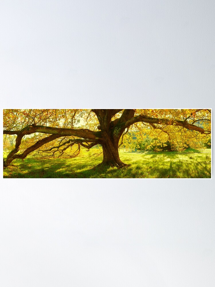 Thumbnail 1 of 3, Poster, Autumn Colours of Myrtleford, Victoria, Australia designed and sold by Chockstone.