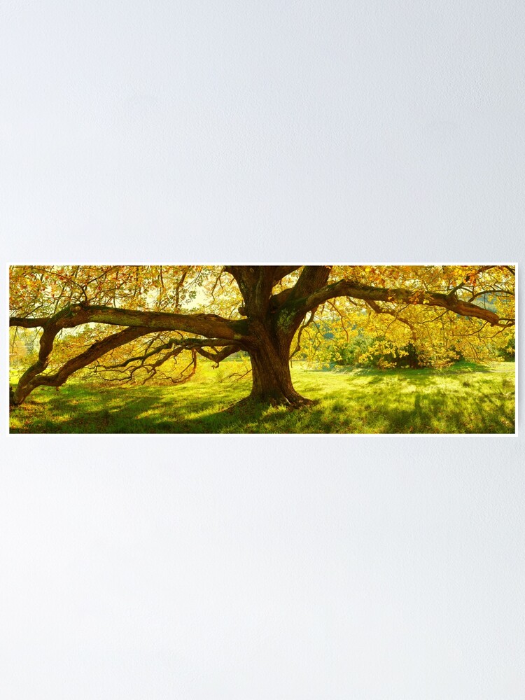 Thumbnail 1 of 3, Poster, Autumn Colours of Myrtleford, Victoria, Australia designed and sold by Chockstone.