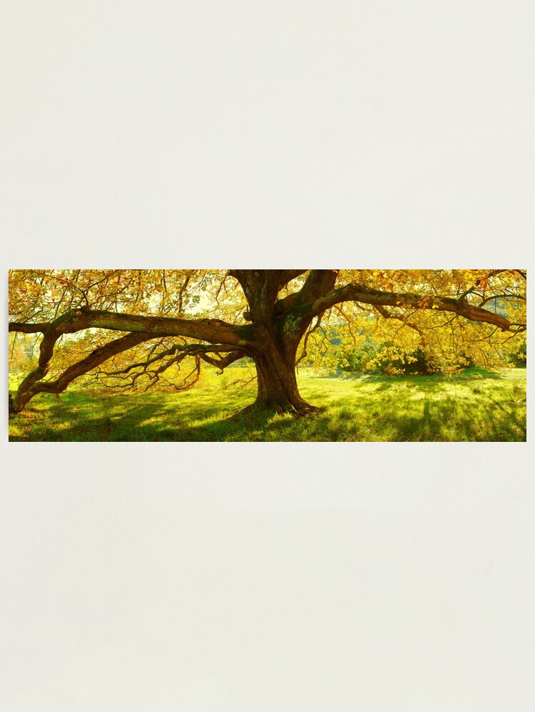 Thumbnail 1 of 3, Photographic Print, Autumn Colours of Myrtleford, Victoria, Australia designed and sold by Chockstone.