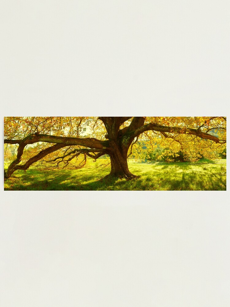 Thumbnail 1 of 3, Photographic Print, Autumn Colours of Myrtleford, Victoria, Australia designed and sold by Chockstone.