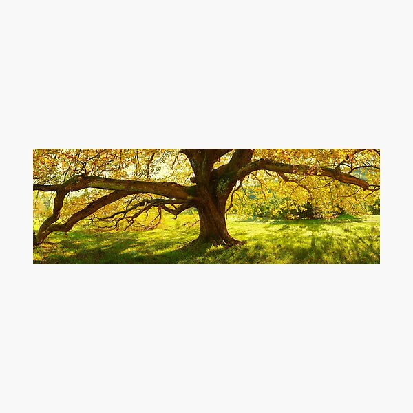 Item preview, Autumn Colours of Myrtleford, Victoria, Australia designed and sold by Michael Boniwell.