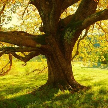 Artwork thumbnail, Autumn Colours of Myrtleford, Victoria, Australia by Michael Boniwell