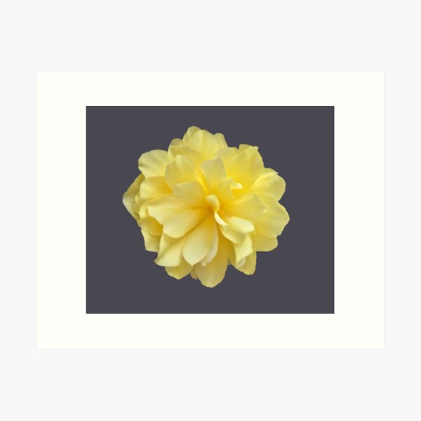 Item preview, Yellow Double Begonia Bloom Close-up 1 designed and sold by InalterataArt.