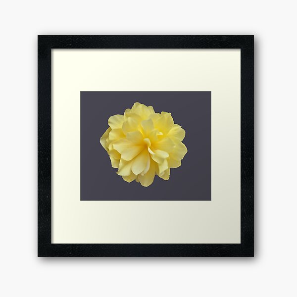 Item preview, Yellow Double Begonia Bloom Close-up 1 designed and sold by InalterataArt.