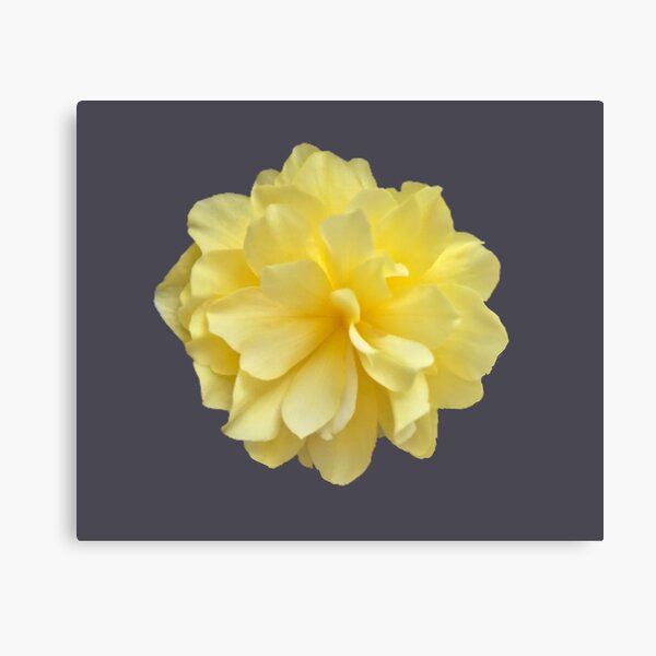 Item preview, Yellow Double Begonia Bloom Close-up 1 designed and sold by InalterataArt.