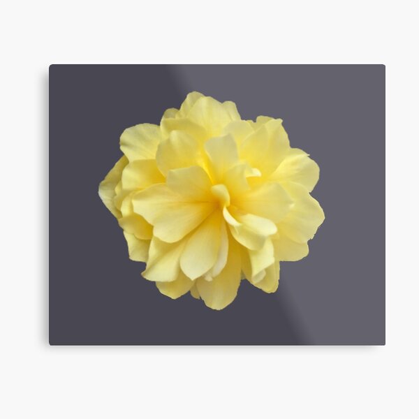 Item preview, Yellow Double Begonia Bloom Close-up 1 designed and sold by InalterataArt.