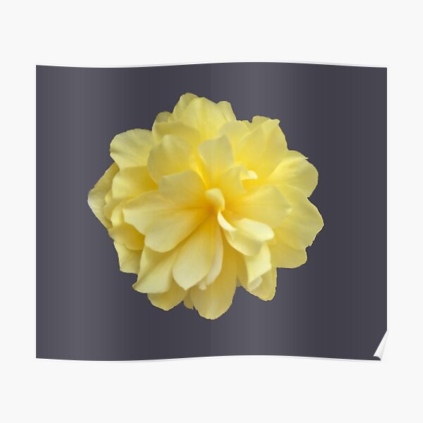 Póster «Primer plano de flor de begonia doble amarilla 4» de InalterataArt  | Redbubble