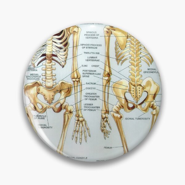 Item preview, Illustrated Chart From India - HUMAN SKELETON Rare Vintage High Quality designed and sold by VISIBLECREATION.
