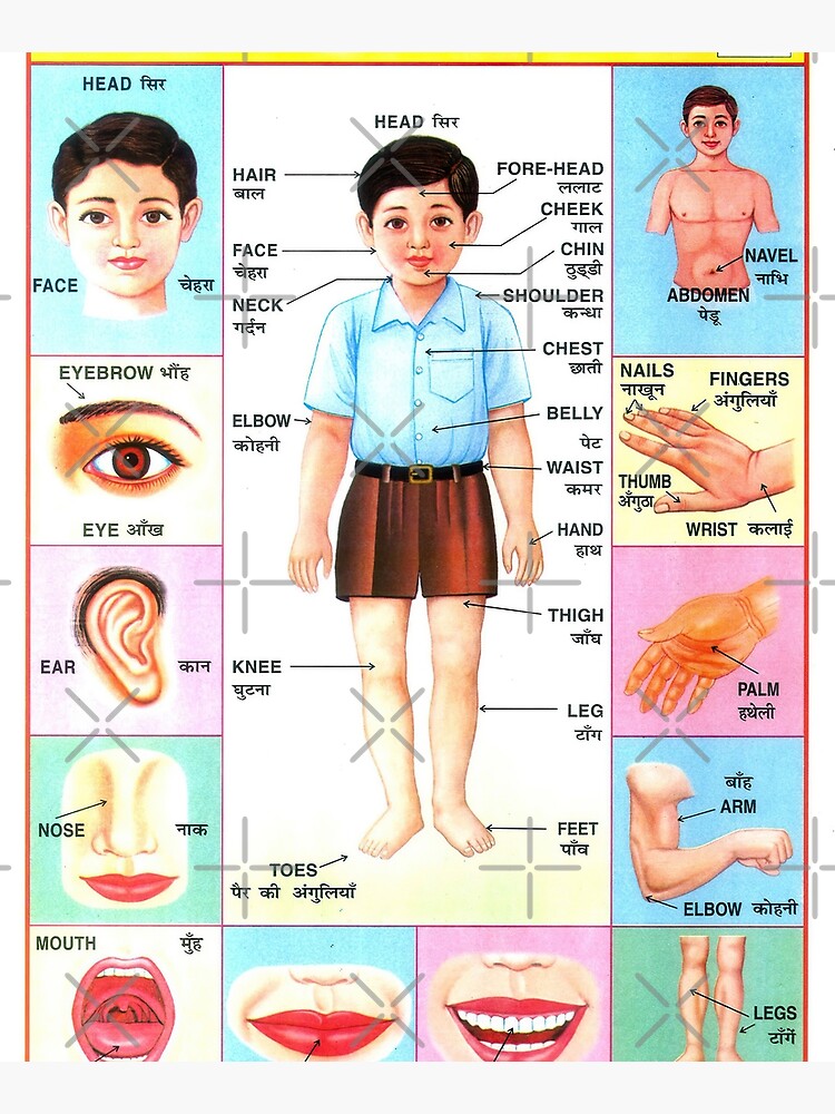 Vintage Illustrated Chart From India - YOGASAN/YOGA POSTURES/YOGA