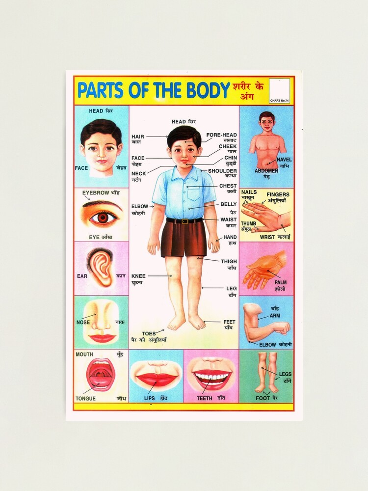 Illustrated Chart From India - PARTS OF THE BODY Rare Vintage High  Quality Photographic Print for Sale by VISIBLECREATION
