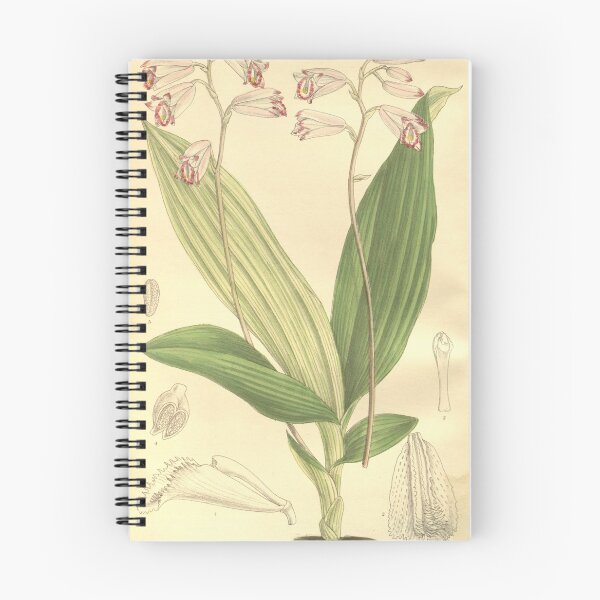 Item preview, Bletilla foliosa (as Arethusa sinensis) plant Curtis' 130 (Ser. 3 no. 60) pl. 7935 (1904) designed and sold by EsotericBotanic.