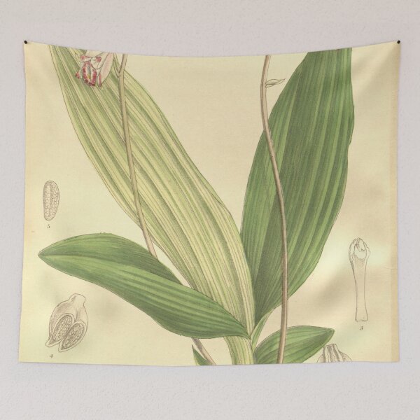 Item preview, Bletilla foliosa (as Arethusa sinensis) plant Curtis' 130 (Ser. 3 no. 60) pl. 7935 (1904) designed and sold by EsotericBotanic.