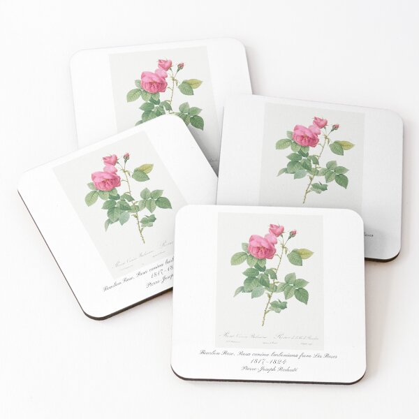 Item preview, Bourbon Rose, Rosa canina burboniana from Les Roses Pierre-Joseph Redouté Design designed and sold by EarthArtDesigns.