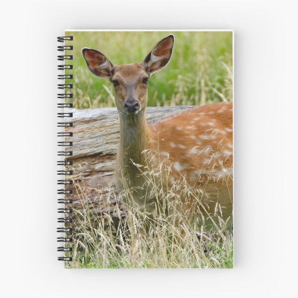 Item preview, A Beautiful Fallow Deer designed and sold by Karen Thomson.