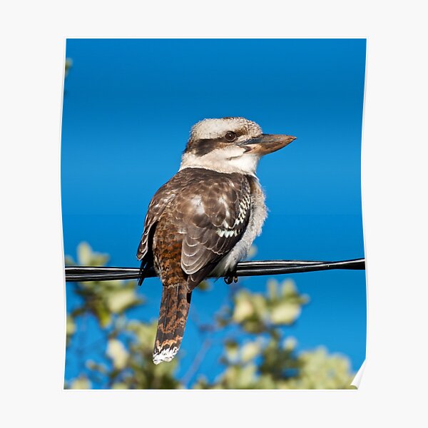 KINGFISHER ~ Kookaburra by David Irwin Poster