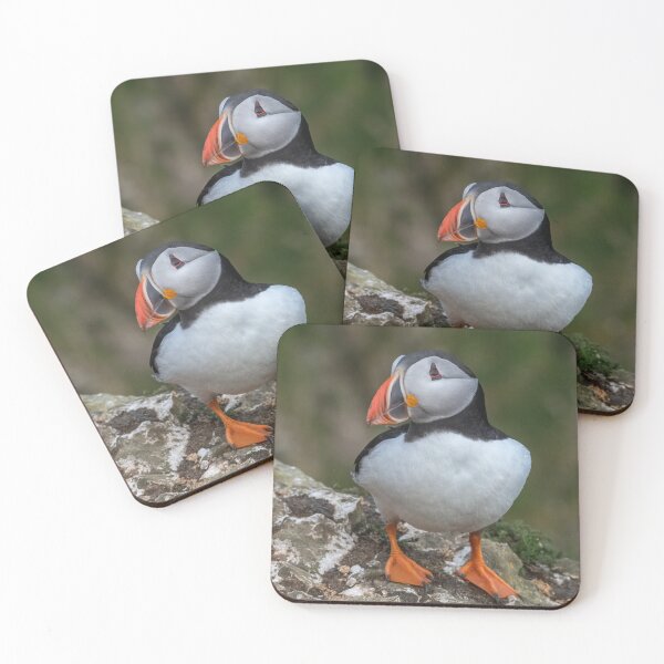 Item preview, Atlantic puffin (Fratercula arctica) designed and sold by Steve Liptrot Photography.