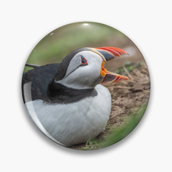 Item preview, Atlantic puffin (Fratercula arctica) designed and sold by Steve Liptrot Photography.