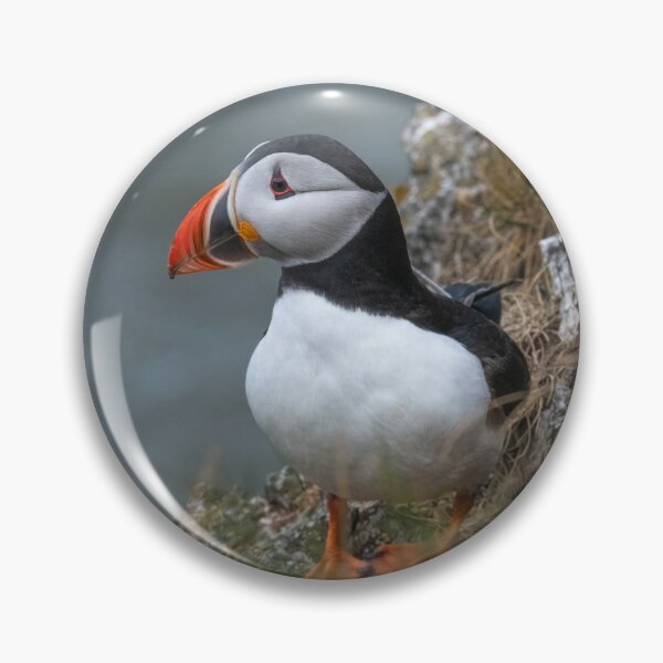 Item preview, Atlantic puffin (Fratercula arctica) designed and sold by Steve Liptrot Photography.