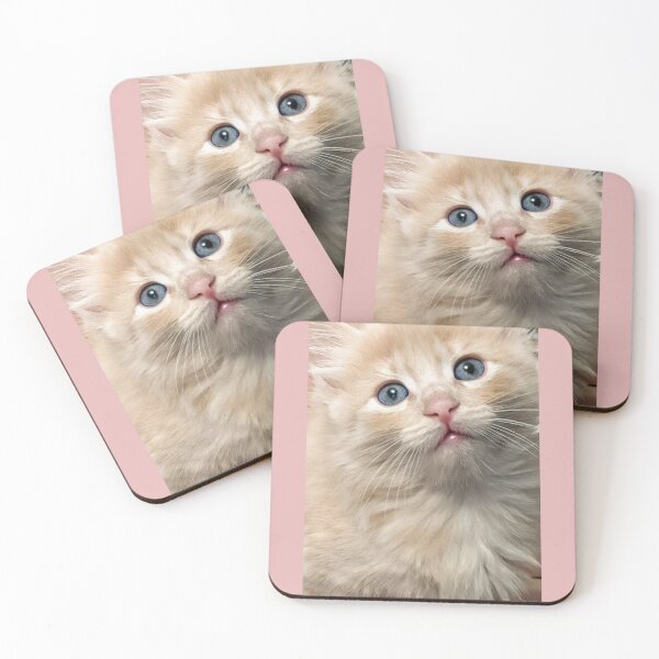 Item preview, Copy of Sweet Mainecoon ragdoll kitten designed and sold by Fluffycat2020.