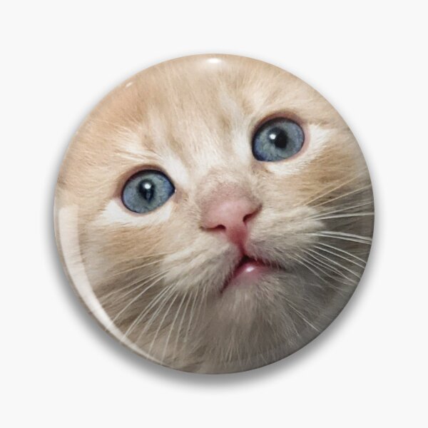 Item preview, Copy of Sweet Mainecoon ragdoll kitten designed and sold by Fluffycat2020.