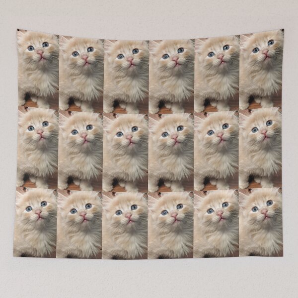 Item preview, Copy of Sweet Mainecoon ragdoll kitten designed and sold by Fluffycat2020.