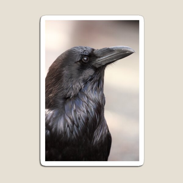 The Raven Magnet