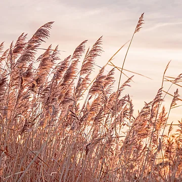 Artwork thumbnail, Sunset Reeds by Tim Paulawitz