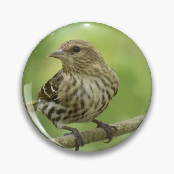 Item preview, Pine siskin on a rope designed and sold by Tonia Delozier's Photography .