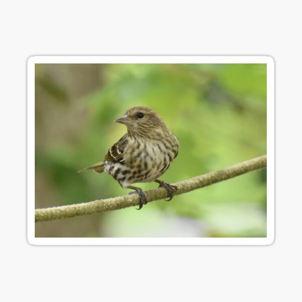 Item preview, Pine siskin on a rope designed and sold by Tonia Delozier's Photography .